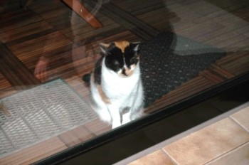 Katze vor Terassentuer