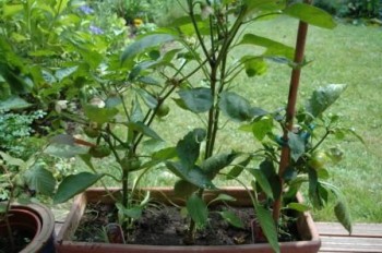 Paprika